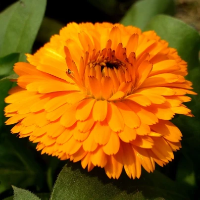 Měsíček lékařský Bon Bon oranžový - Calendula officinalis - semena - 20 ks
