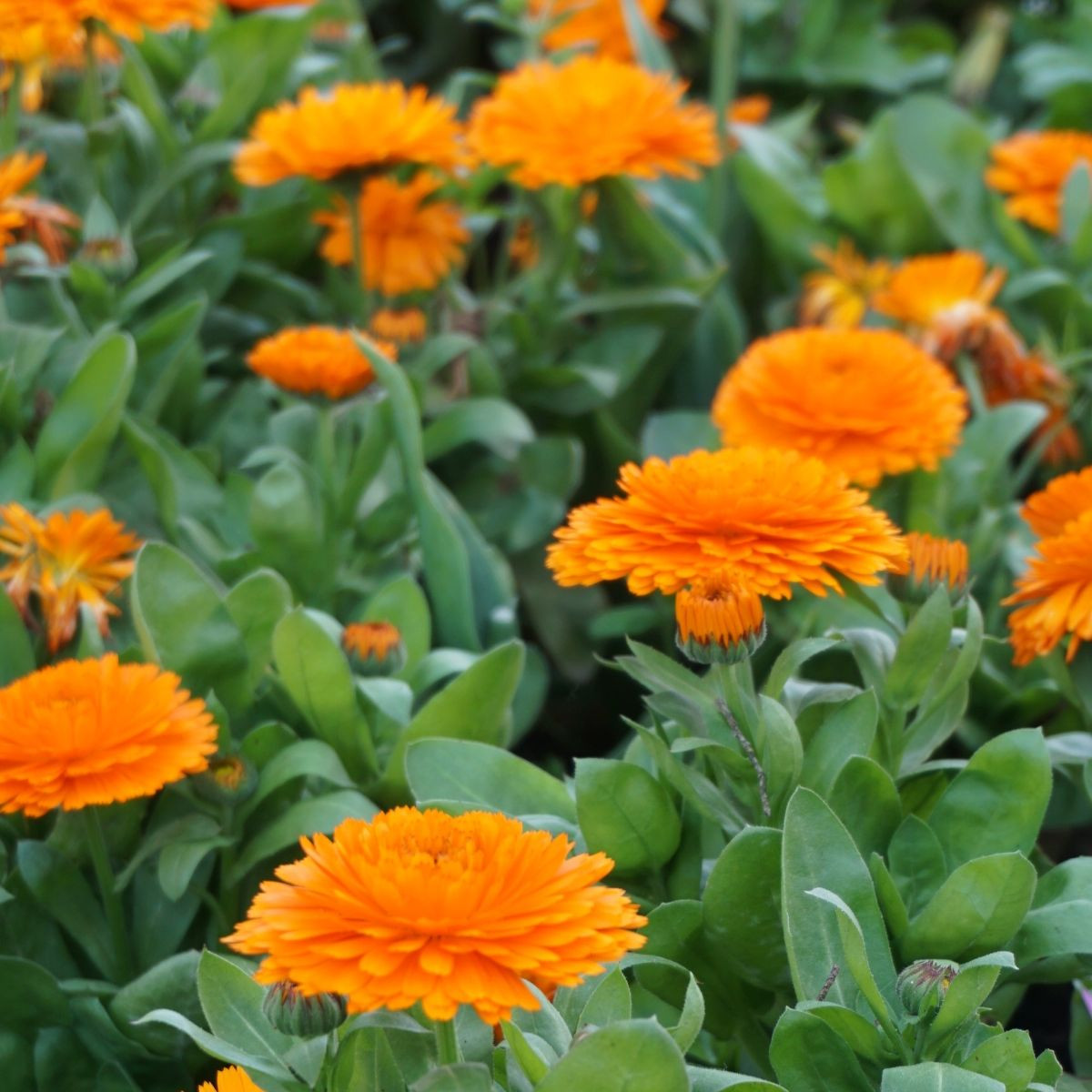 Měsíček lékařský Bon Bon oranžový - Calendula officinalis - semena - 20 ks