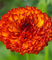 Měsíček lékařský Neon - Calendula officinalis - semena - 40 ks