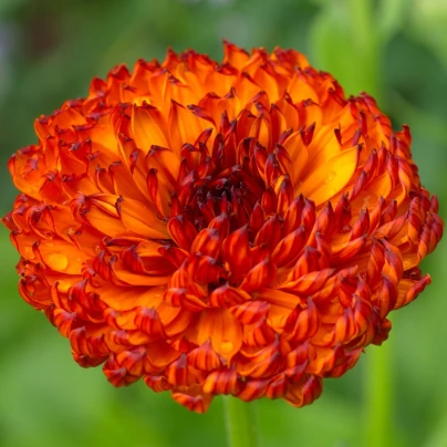Měsíček lékařský Neon - Calendula officinalis - semena - 40 ks