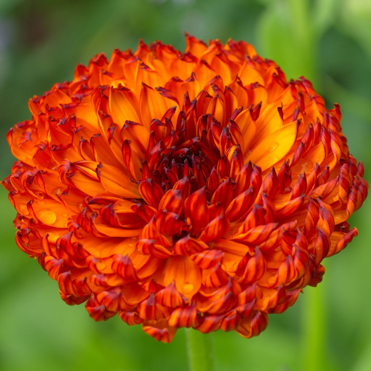 Měsíček lékařský Neon - Calendula officinalis - semena - 40 ks