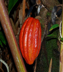 Kakaovník pravý červený - Theobroma cacao - semena - 5 ks
