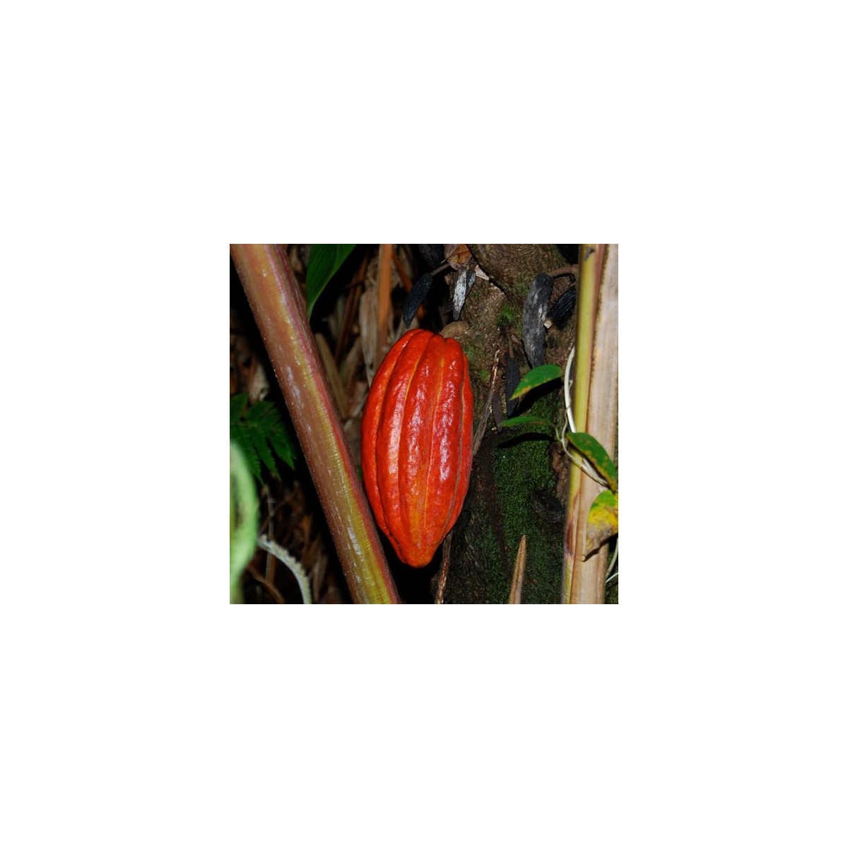 Kakaovník pravý červený - Theobroma cacao - semena - 5 ks