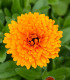 Měsíček lékařský Orange Double - Calendula officinalis - semena - 50 ks