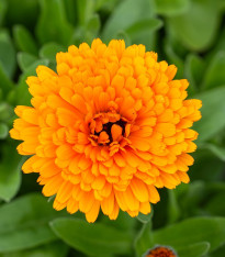 Měsíček lékařský Orange Double - Calendula officinalis - semena - 50 ks