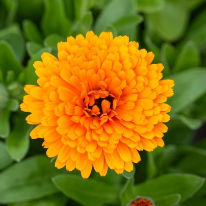 Měsíček lékařský Orange Double - Calendula officinalis - semena - 50 ks