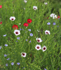 Len setý směs barev - Linum grandiflorum - semena - 180 ks