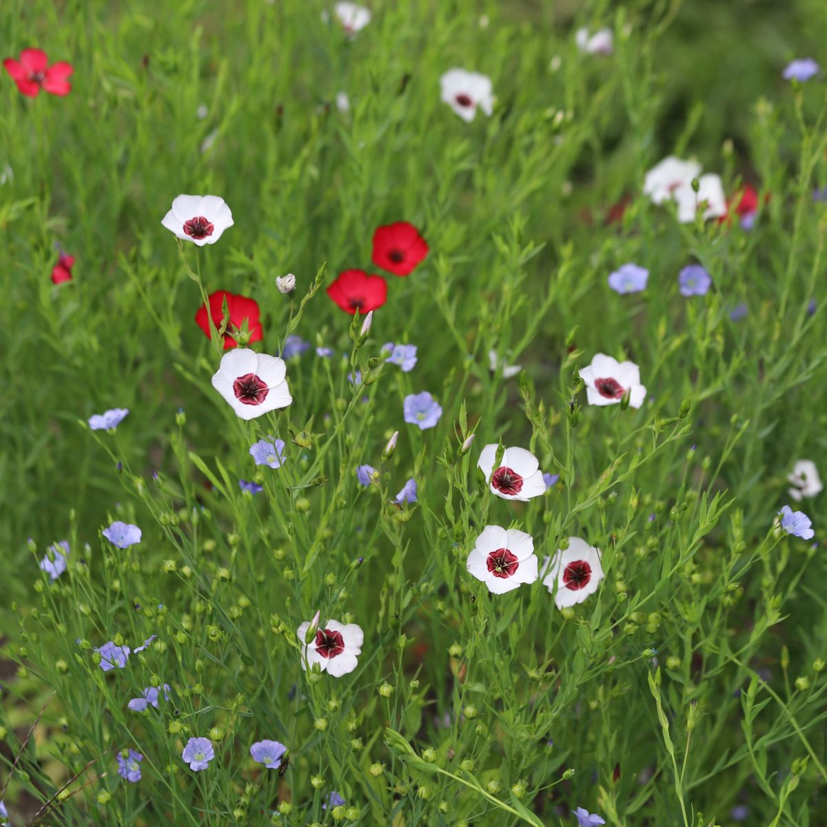 Len setý směs barev - Linum grandiflorum - semena - 180 ks