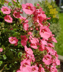 Ostruhatka barbeřina Pink Queen - Diascia barbeae - semena - 50 ks