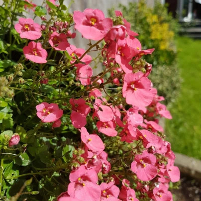 Ostruhatka barbeřina Pink Queen - Diascia barbeae - semena - 50 ks