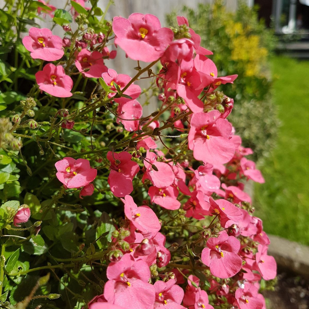 Ostruhatka barbeřina Pink Queen - Diascia barbeae - semena - 50 ks