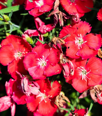 Hvozdík Chiba Red F1 - Dianthus interspecific - semena - 18 ks