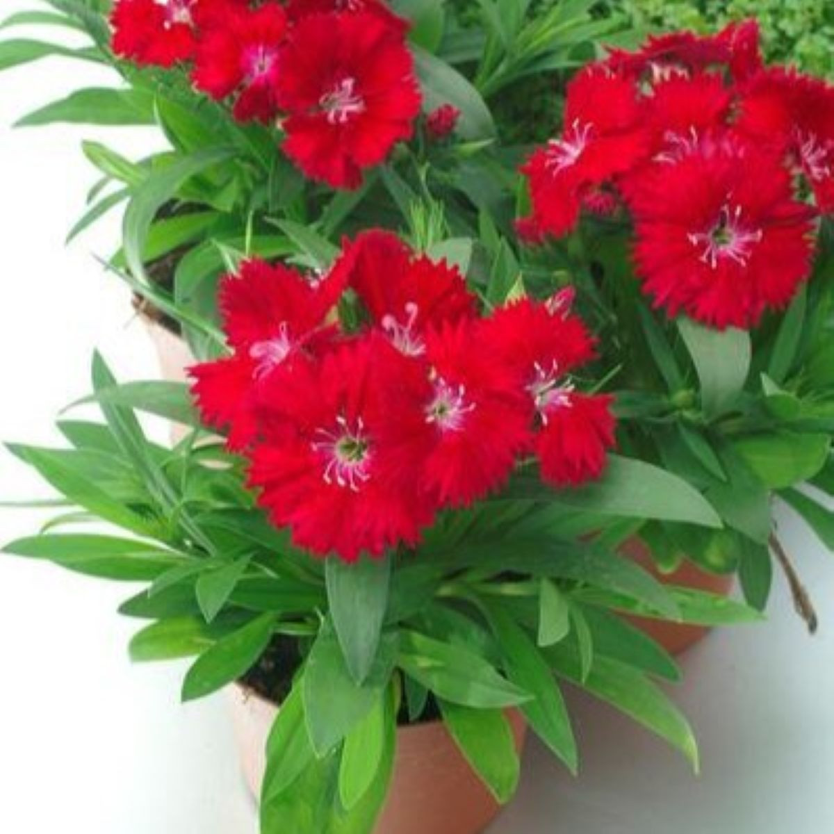 Hvozdík Chiba Red F1 - Dianthus interspecific - semena - 18 ks