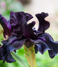 Kosatec německý Black Night - Iris germanica - hlízy - 1 ks