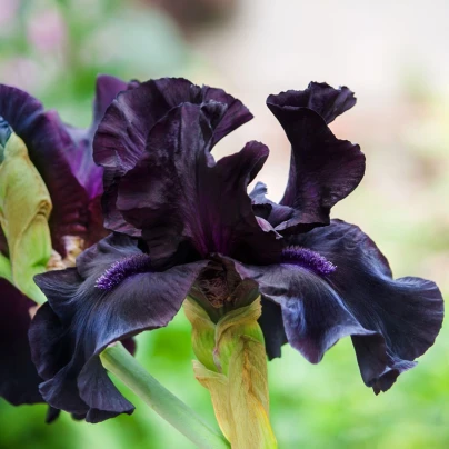 Kosatec německý Black Night - Iris germanica - hlízy - 1 ks