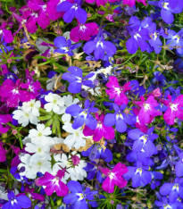 Lobelka převislá Color Cascade - Lobelia erinus pendula - semena - 500 ks