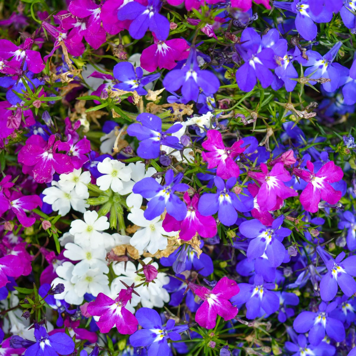 Lobelka převislá Color Cascade - Lobelia erinus pendula - semena - 500 ks