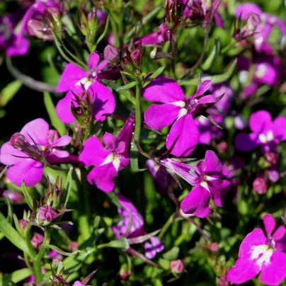 Lobelka nízká Riviera Rose - Lobelia erinus - semena - 500 ks