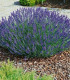 Levandule lékařská Provence - Lavandula angustifolia - semena - 15 ks