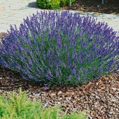 Levandule lékařská Provence - Lavandula angustifolia - semena - 15 ks