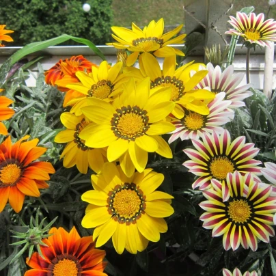 Gazánie Frosty Kiss Flame Mix F1 - Gazania rigens - semena - 18 ks