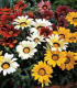 Gazánie Frosty Kiss Flame Mix F1 - Gazania rigens - semena - 18 ks