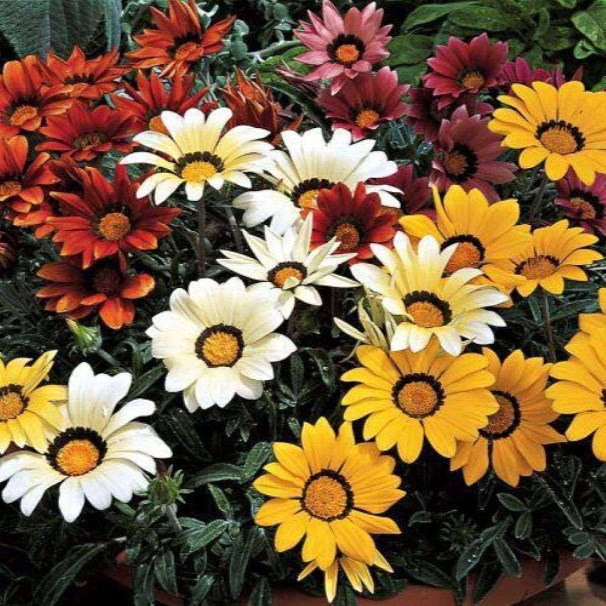 Gazánie Frosty Kiss Flame Mix F1 - Gazania rigens - semena - 18 ks