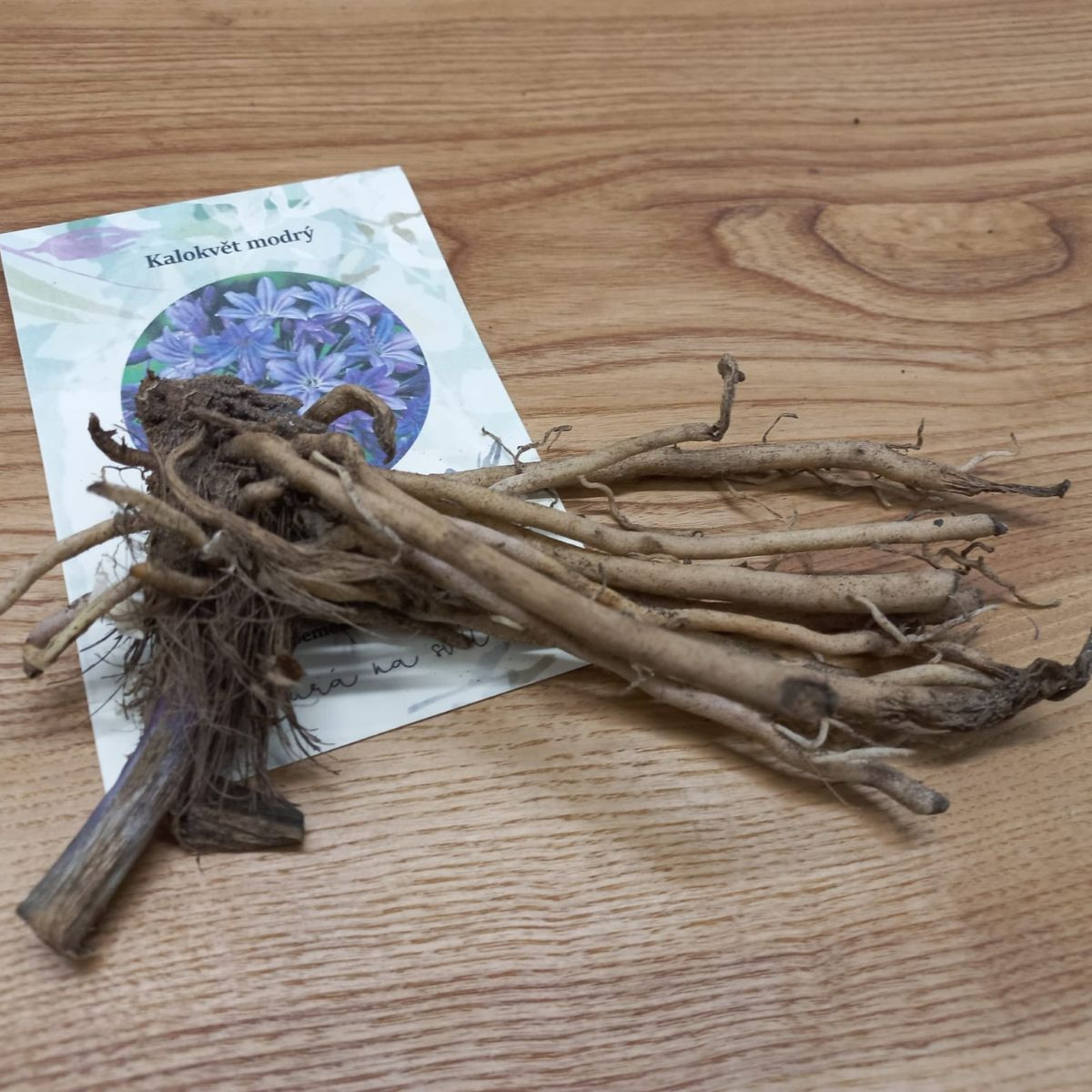 Kalokvět modrý - Agapanthus praecox - prostokořenné sazenice - 1 ks