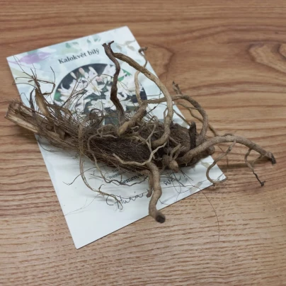 Kalokvět bílý - Agapanthus praecox - prostokořenné sazenice - 1 ks