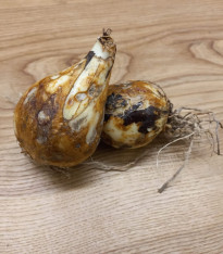 Ladoník modrý - Camassia - cibuloviny - 2 ks