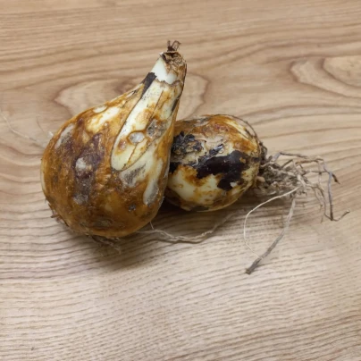 Ladoník modrý - Camassia - cibuloviny - 2 ks