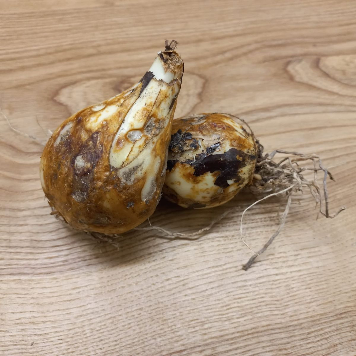 Ladoník modrý - Camassia - cibuloviny - 2 ks