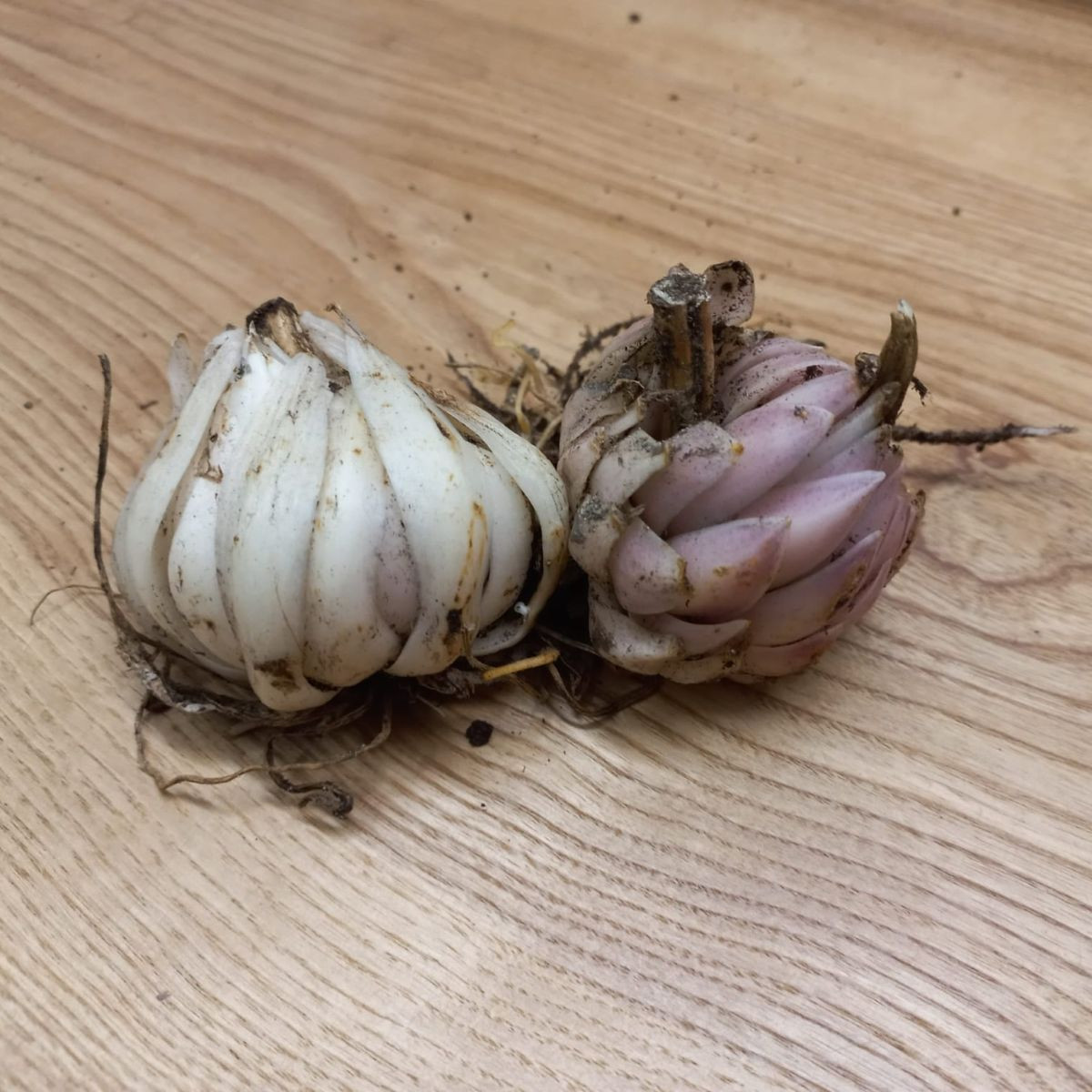 Lilie bělostná - Lilie kostelní - Lilium candidum - cibuloviny - 1 ks