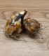 Ladoník bleděmodrý - Camassia cusickii - cibuloviny - 2 ks