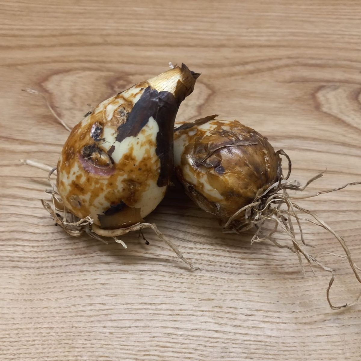 Ladoník bleděmodrý - Camassia cusickii - cibuloviny - 2 ks