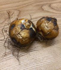 Ladoník bílý - Camassia alba - cibuloviny - 2 ks