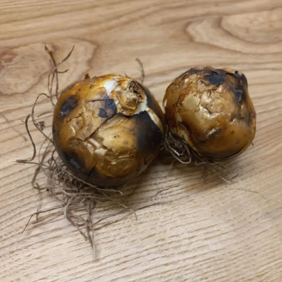 Ladoník bílý - Camassia alba - cibuloviny - 2 ks