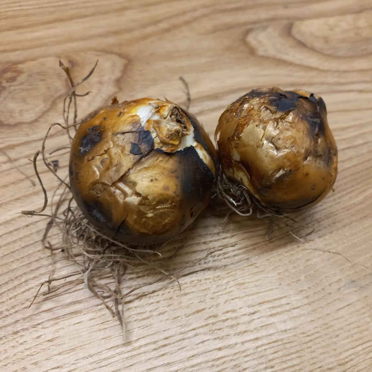 Ladoník bílý - Camassia alba - cibuloviny - 2 ks