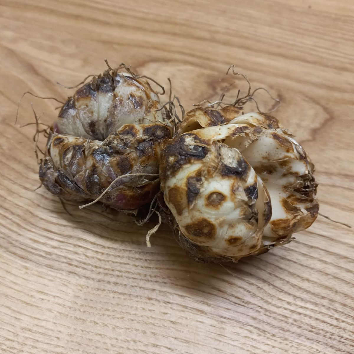 Lilie Blacklist - Lilium - cibuloviny - 1 ks