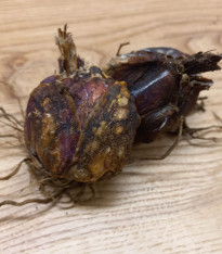 Lilie královská - Lilium regale - cibuloviny - 1 ks