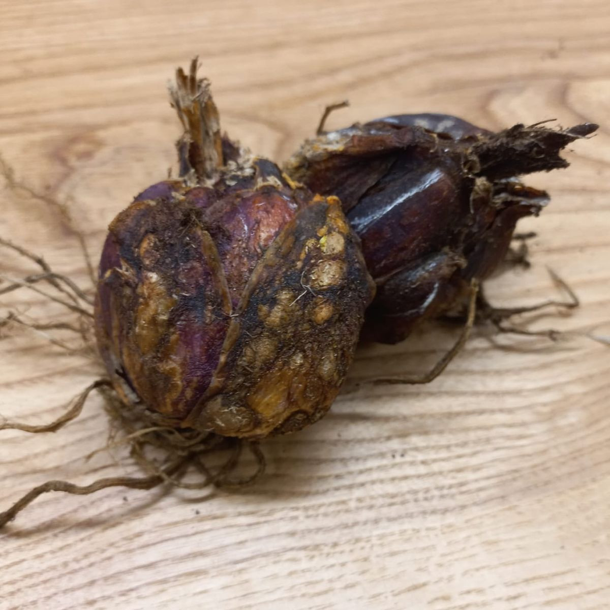 Lilie královská - Lilium regale - cibuloviny - 1 ks