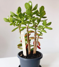 Zápich pro označení sazenic - dřevěný - 1 ks