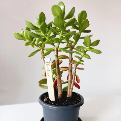 Zápich pro označení sazenic - dřevěný - 1 ks