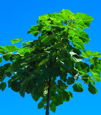 Paulovnie Shan Tong - Paulownia Shantong hybrid - semena - 15 ks