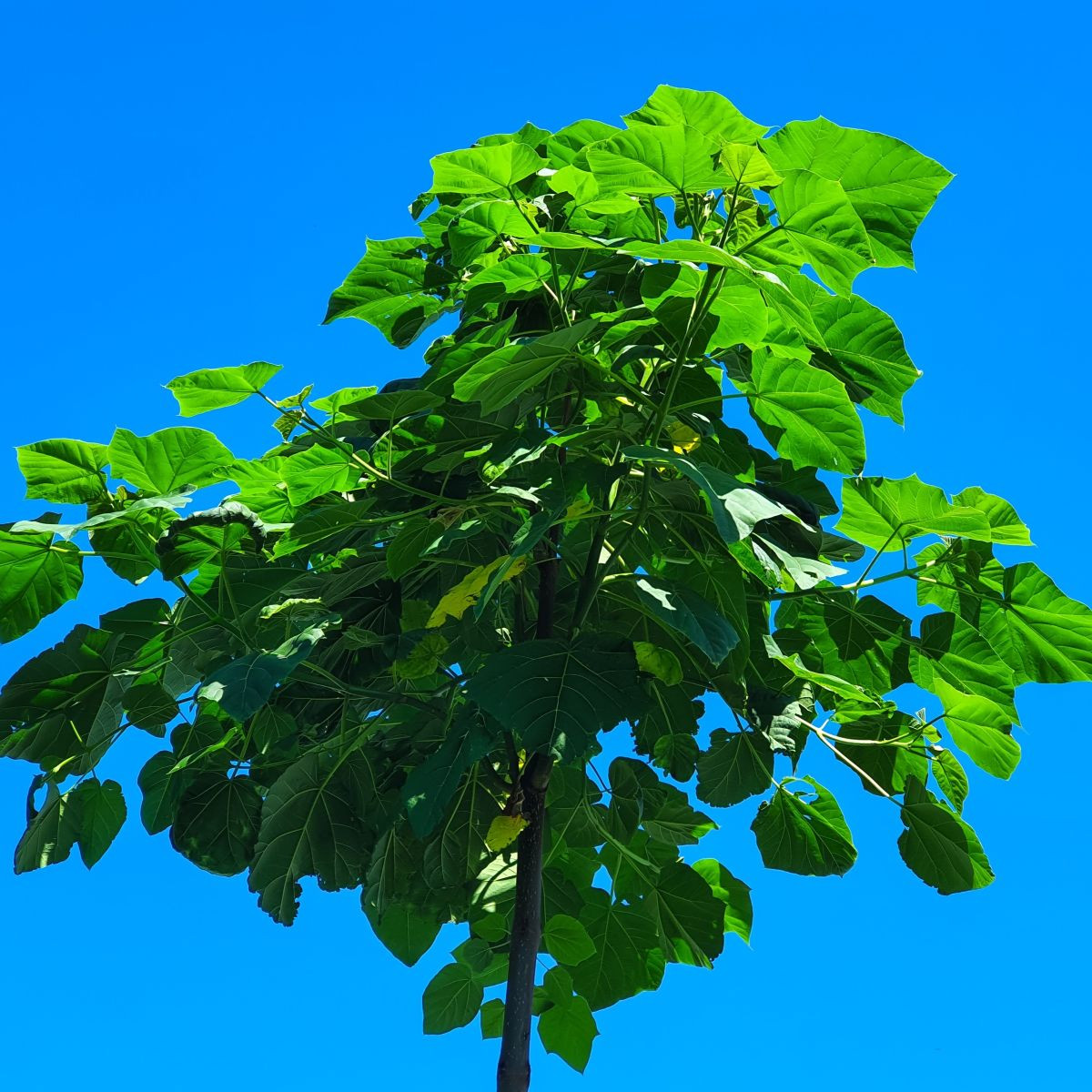 Paulovnie Shan Tong - Paulownia Shantong hybrid - semena - 15 ks