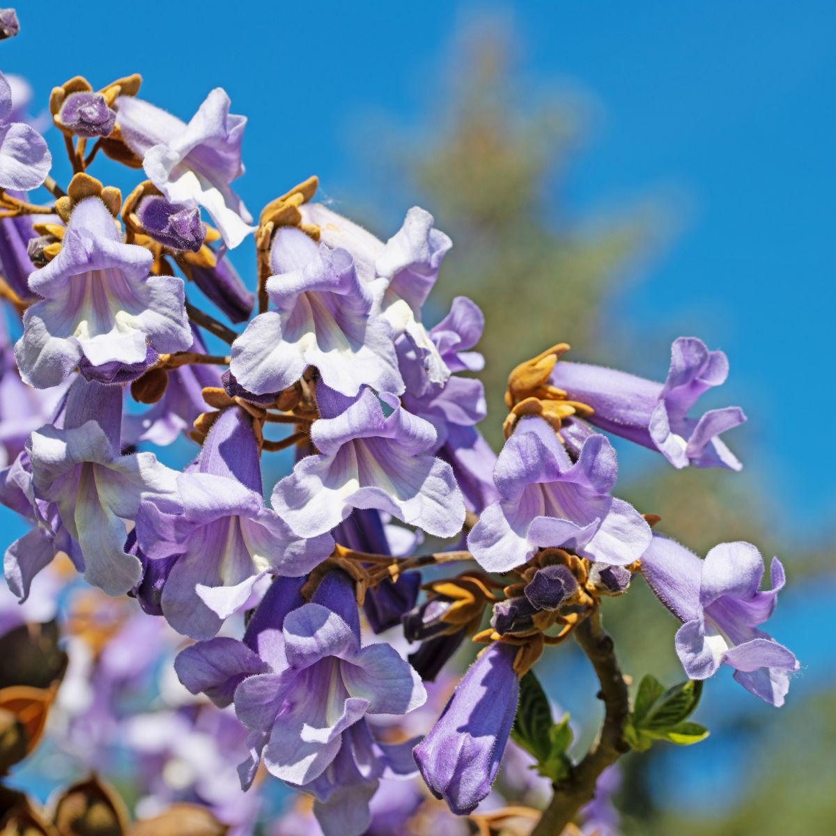 Paulovnie Shan Tong - Paulownia Shantong hybrid - semena - 15 ks
