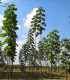 Paulovnie Shan Tong - Paulownia Shantong hybrid - semena - 15 ks