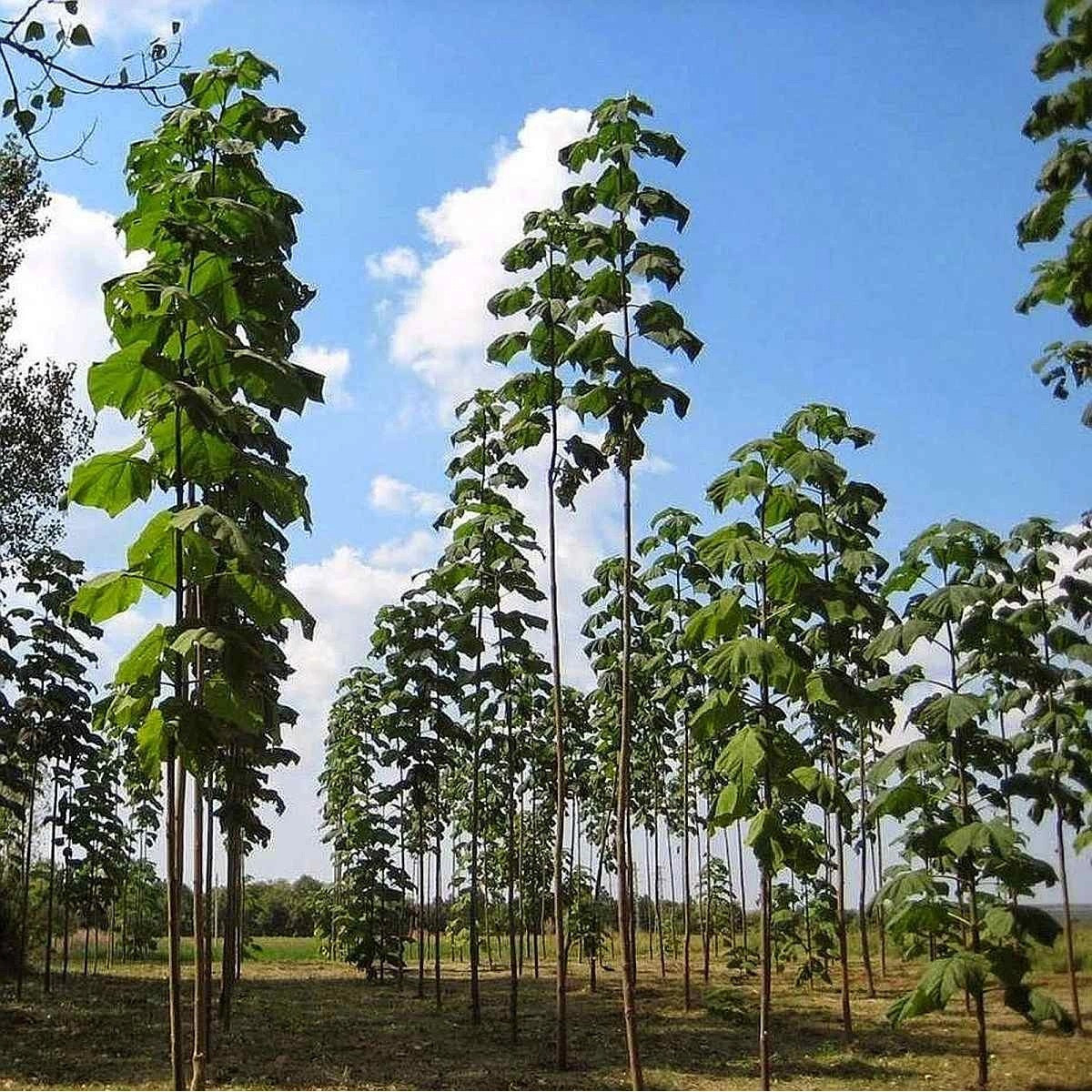 Paulovnie Shan Tong - Paulownia Shantong hybrid - semena - 15 ks