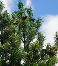 Borovice Limba - Pinus cembra - semena - 7 ks