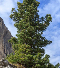 Borovice Limba - Pinus cembra - semena - 7 ks